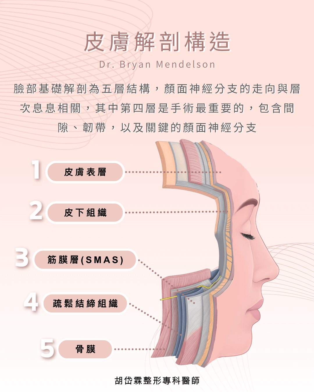 皮膚解剖構造,拉皮,胡岱霖醫師