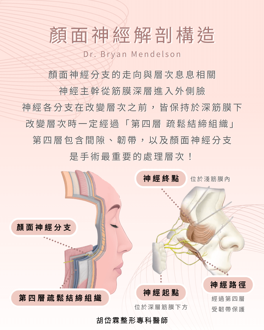 顏面神經解剖構造,拉皮,胡岱霖