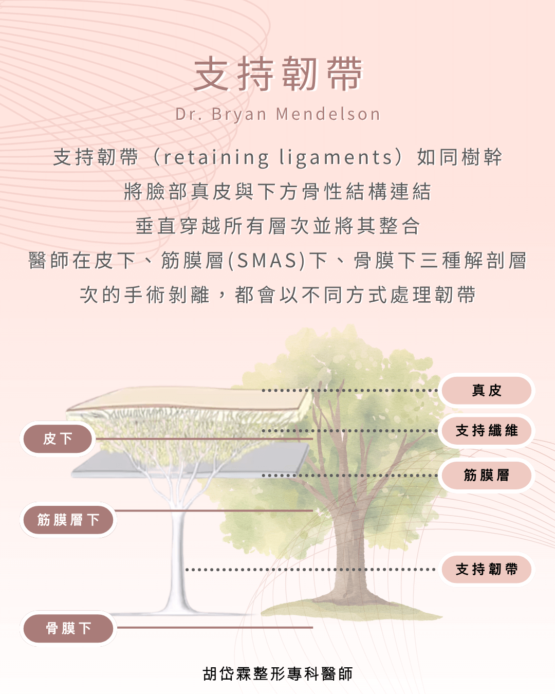 支持韌帶,臉部構造,拉皮手術